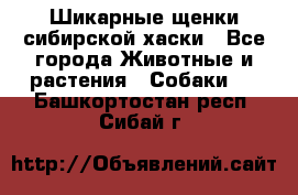 Шикарные щенки сибирской хаски - Все города Животные и растения » Собаки   . Башкортостан респ.,Сибай г.